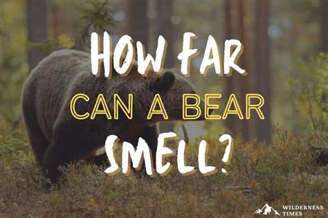 Can a bear smell a woman on her period?
