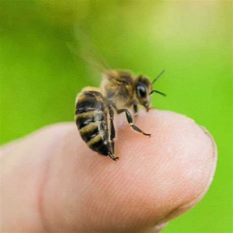 Can a bee queen sting?