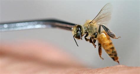 Can a bee sting without losing its stinger?