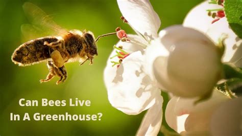 Can a bee survive overnight?