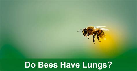 Can a bee survive without oxygen?