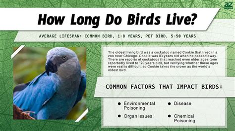 Can a bird live 50 years?