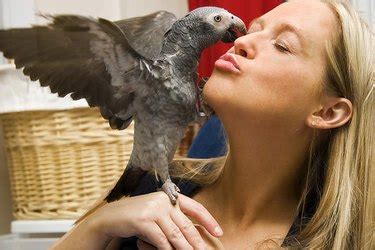 Can a bird love its owner?