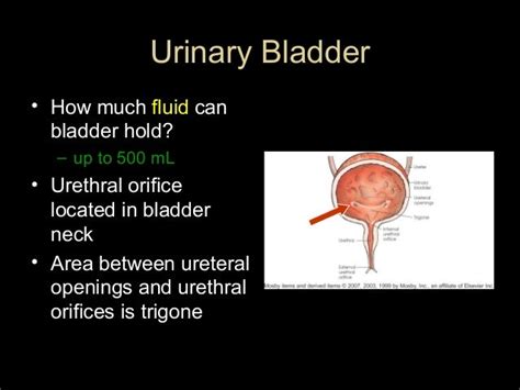 Can a bladder hold 4000 ml?