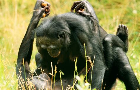 Can a bonobo mate with a human?