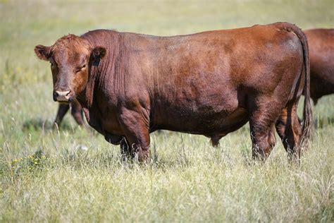 Can a bull be a female?