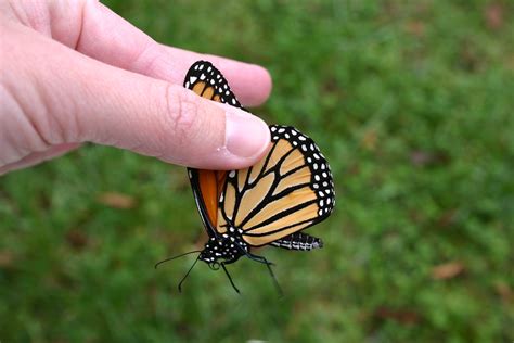 Can a butterfly fly if you touch its wings?