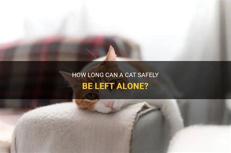 Can a cat be alone?