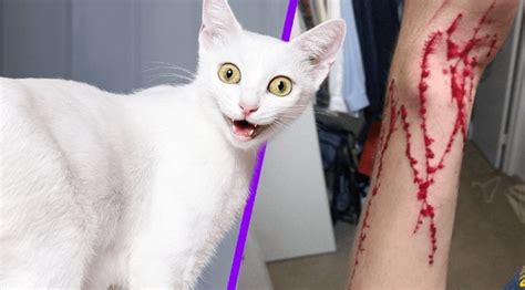 Can a cat be traumatized after being attacked?