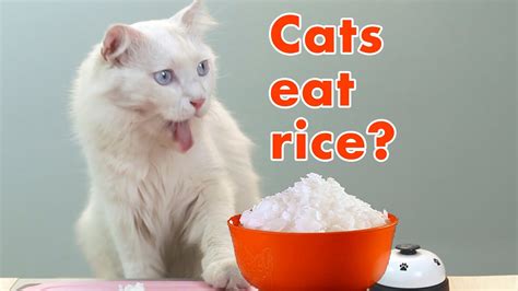 Can a cat eat rice?