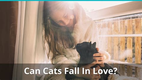 Can a cat fall in love with a human?