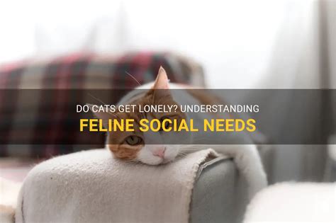 Can a cat feel lonely?