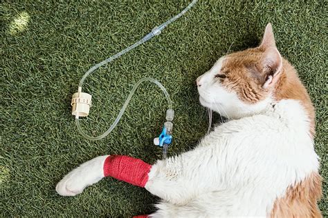 Can a cat fully recover from kidney disease?