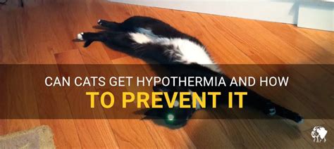 Can a cat get hypothermia?