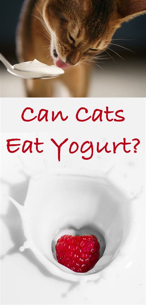 Can a cat have yogurt?