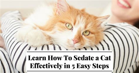 Can a cat hear you when sedated?