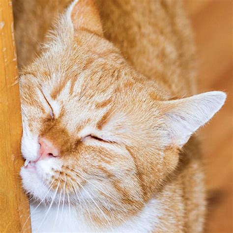 Can a cat overdose on pheromones?