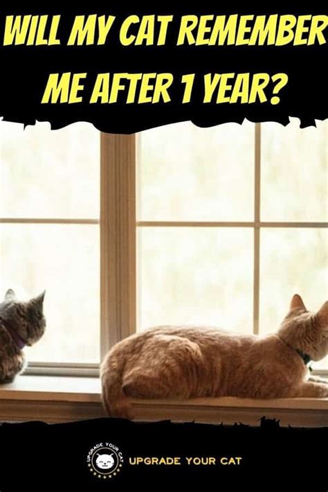 Can a cat remember you after 10 years?