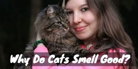 Can a cat smell its owner?