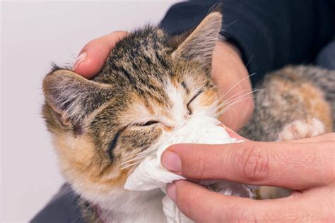 Can a cat sneeze make you sick?