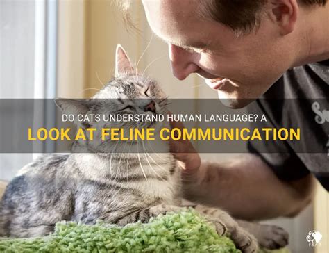 Can a cat understand human language?