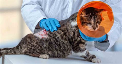Can a cat with cancer be saved?