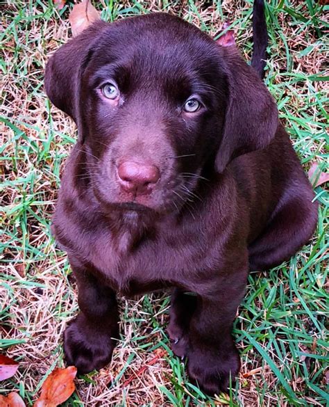 Can a chocolate lab have blue eyes?