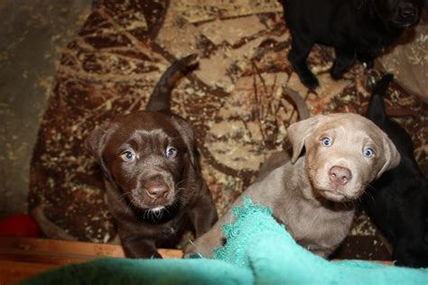 Can a chocolate lab turn silver?