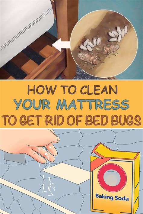 Can a clean house have bed bugs?