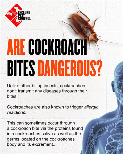 Can a cockroach bite someone?