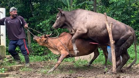 Can a cow be bred by her son?