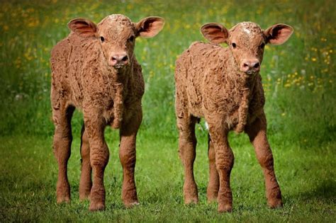 Can a cow have twins?