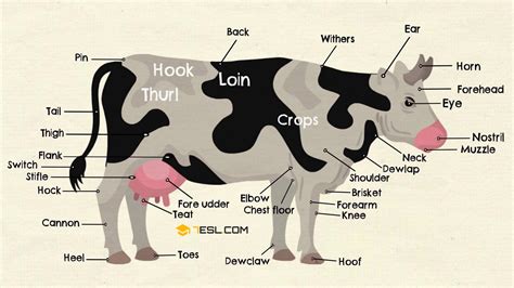 Can a cow learn its name?