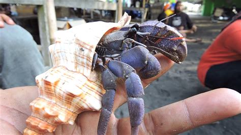 Can a crab cut my finger?