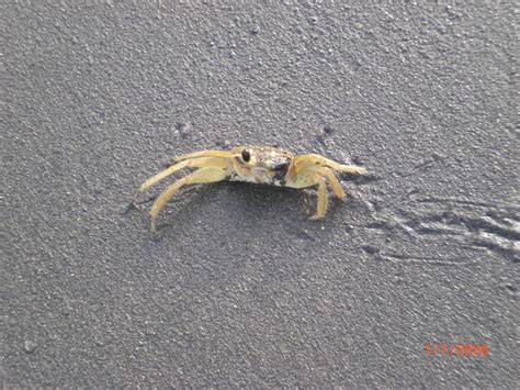 Can a crab survive without claws?