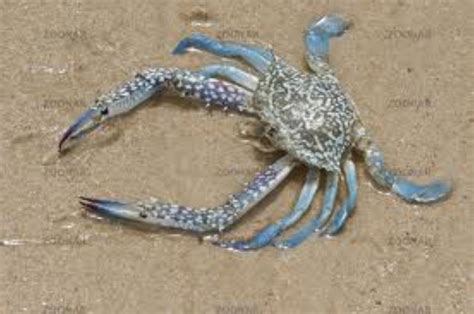 Can a crab with no legs survive?