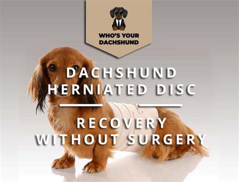 Can a dachshund recover from a slipped disc?