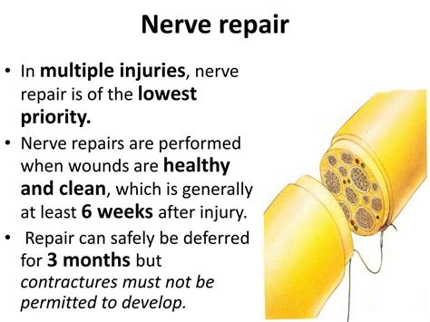 Can a damaged nerve repair itself?