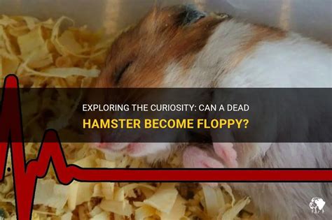 Can a dead hamster be floppy?