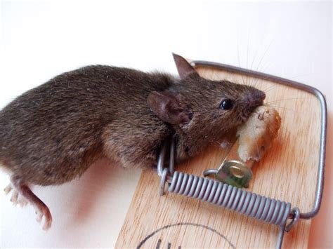 Can a dead mouse make you sick?