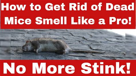 Can a dead mouse stink?