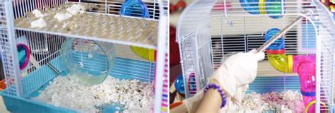 Can a dirty cage make a hamster sick?