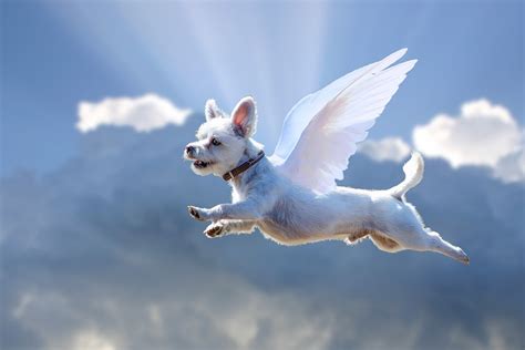 Can a dog be an angel?