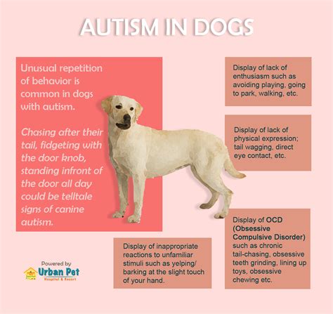 Can a dog be autistic?