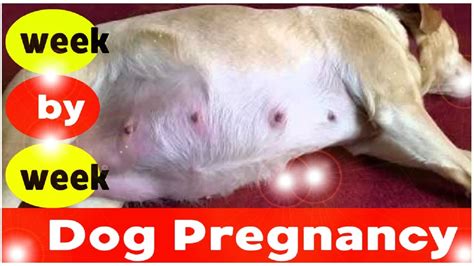 Can a dog be pregnant for 71 days?