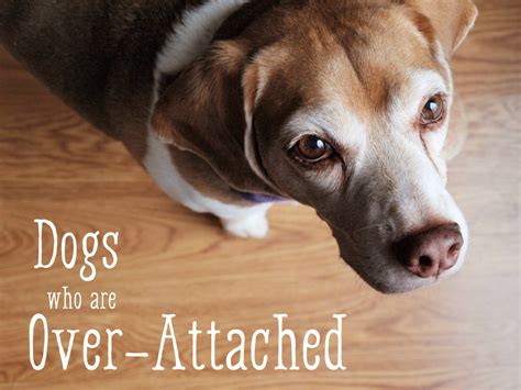 Can a dog become too attached?