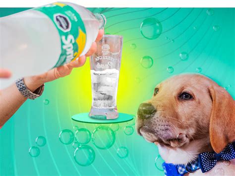 Can a dog drink Sprite?