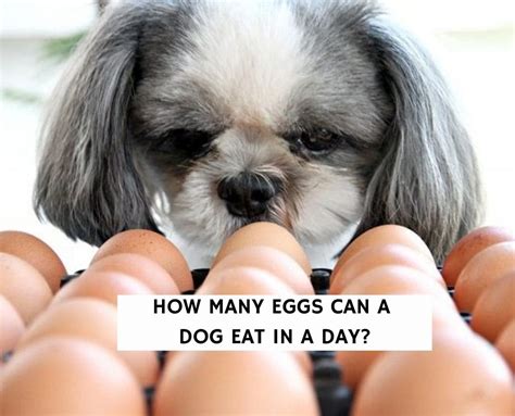 Can a dog eat 2 eggs a day?