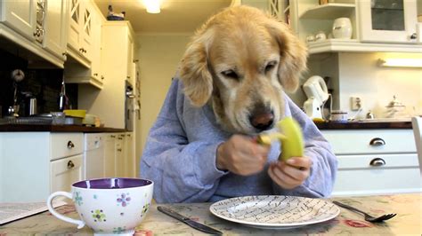 Can a dog eat a banana?
