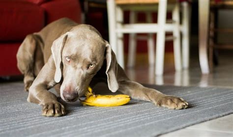 Can a dog eat a banana?